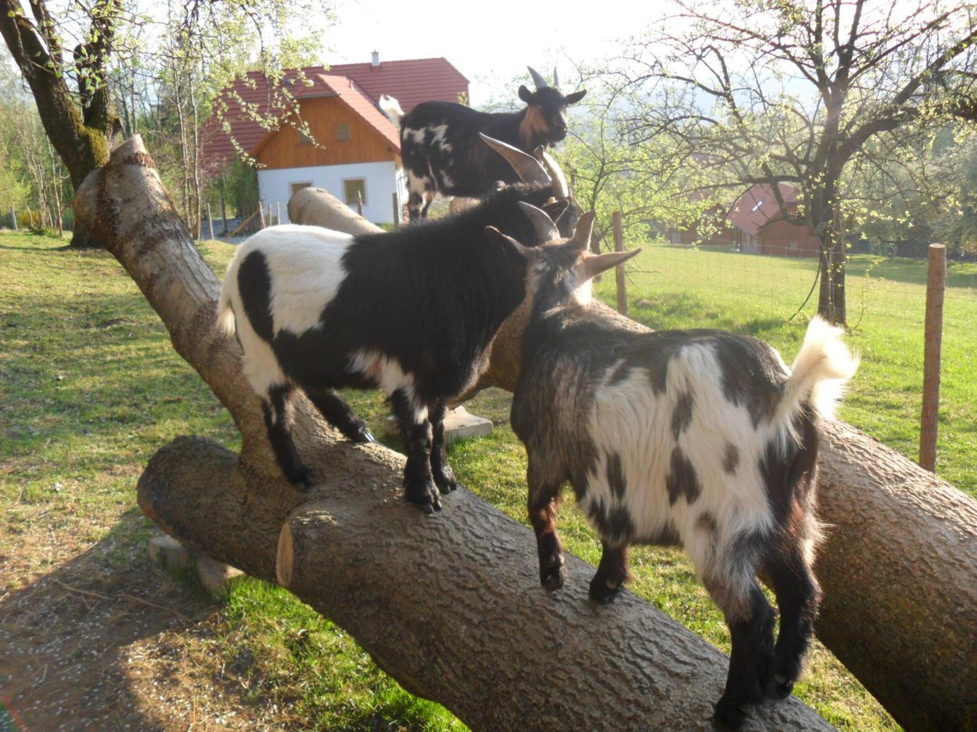 Urlaub Am Glatzl Bauernhof Villa Sankt Lorenzen am Wechsel Kültér fotó